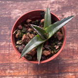 Agave Victoria Reginae Compacta sierra parral