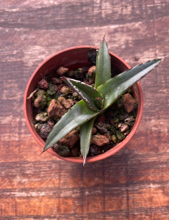 Agave Victoria Reginae Compacta sierra parral