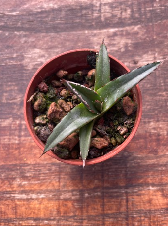 Agave Victoria Reginae Compacta sierra parral