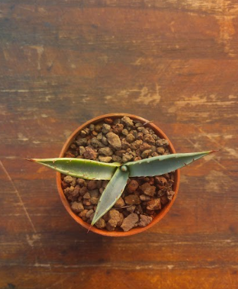 Agave Karwinskiana
