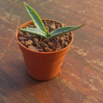 Agave Karwinskiana