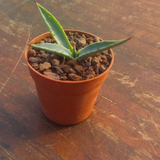 Agave Karwinskiana