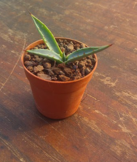 Agave Karwinskiana