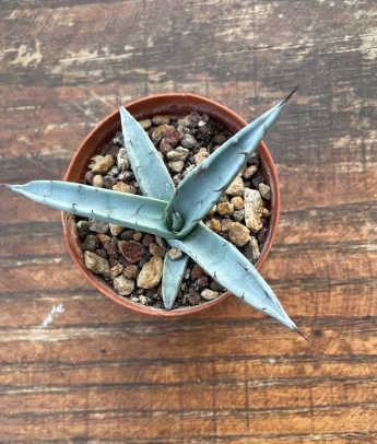 Agave Scabra La Zarca
