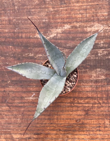 Agave Scabra La Zarca