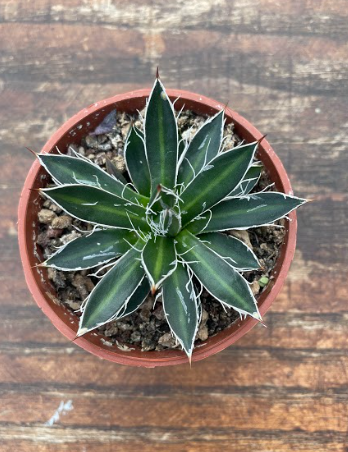 Agave filifera compacta