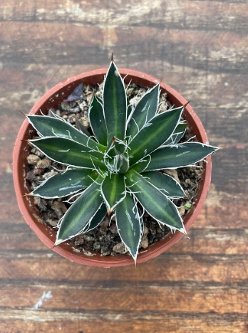 Agave filifera compacta