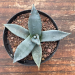 Agave parryi Applanata (resistenza - 10)