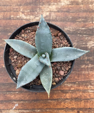 Agave parryi Applanata (resistenza - 10)