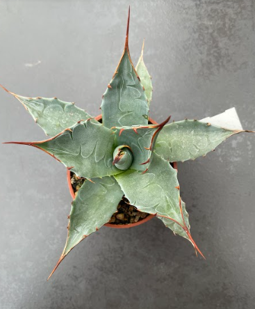 agave parassana vaso 5,5