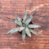 Agave Macroacantha