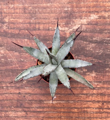 Agave Macroacantha