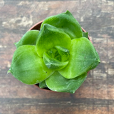 Haworthia Cymbiformis Lotus leaf