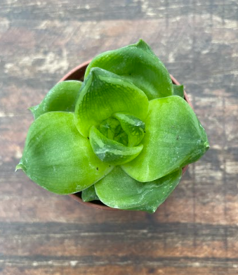 Haworthia Cymbiformis Lotus leaf