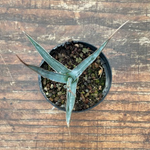 agave xylonacantha  resistenza - 12°