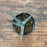 agave xylonacantha  resistenza - 12°