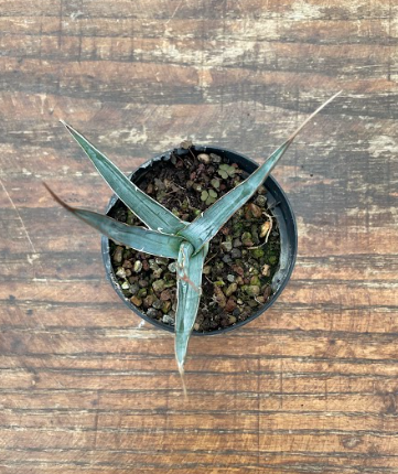 agave xylonacantha  resistenza - 12°
