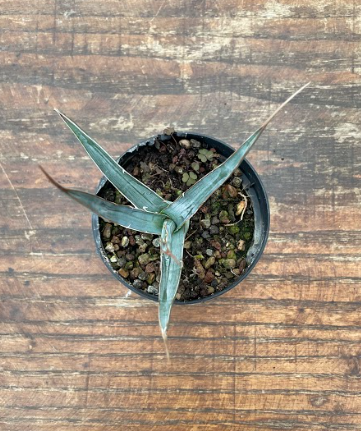 agave xylonacantha  resistenza - 12°