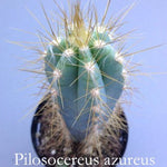 Cereus Azureus -Pilosocereus azureus cm. 12/14