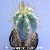 Cereus Azureus -Pilosocereus azureus cm. 12/14