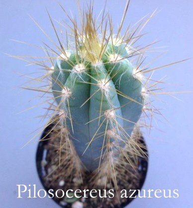 Cereus Azureus -Pilosocereus azureus cm. 12/14