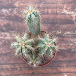 Cereus Azureus