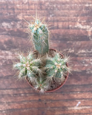 Cereus Azureus
