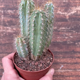 Cereus Azureus