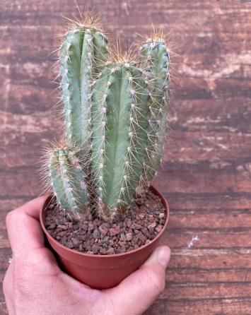 Cereus Azureus