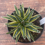 Agave victoria reginae gold princess