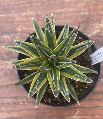 Agave victoria reginae gold princess