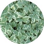 Aegopodium podagraria 'Variegatum' v. 9