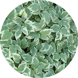 Aegopodium podagraria 'Variegatum' v. 9
