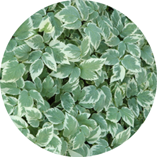 Aegopodium podagraria 'Variegatum' v. 9