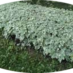 Aegopodium podagraria 'Variegatum' v. 9