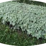 Aegopodium podagraria 'Variegatum' v. 9