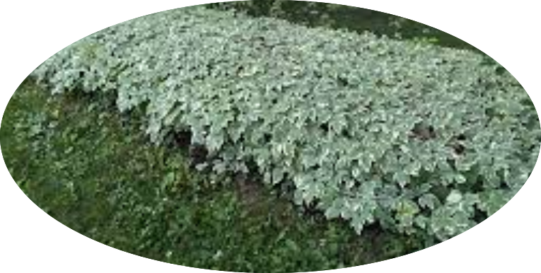 Aegopodium podagraria 'Variegatum' v. 9