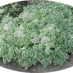 Aegopodium podagraria 'Variegatum' v. 9