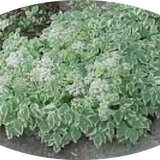 Aegopodium podagraria 'Variegatum' v. 9