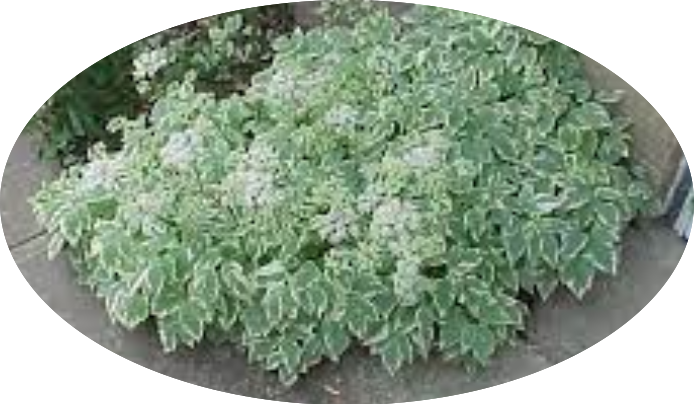 Aegopodium podagraria 'Variegatum' v. 9