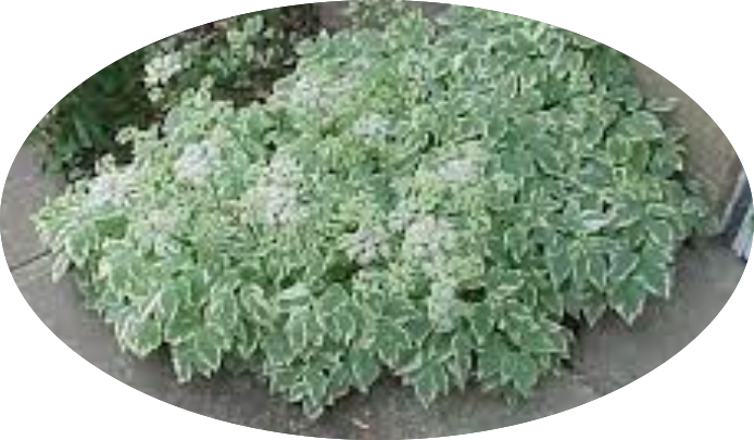 Aegopodium podagraria 'Variegatum' v. 9