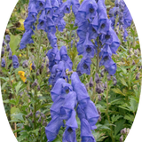 Aconitum carmichaelii 'Arendsii'
