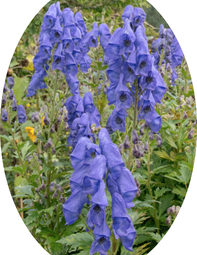 Aconitum carmichaelii 'Arendsii'