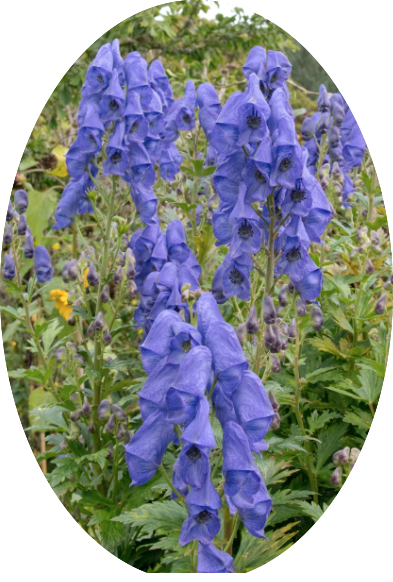 Aconitum carmichaelii 'Arendsii'
