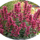 Agastache 'Red Fortune' ® vaso 9 cm