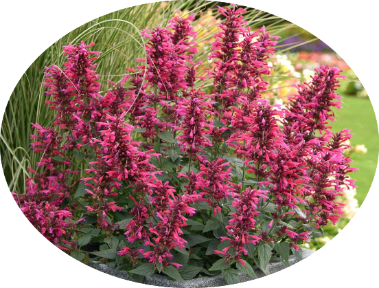 Agastache 'Red Fortune' ® vaso 9 cm