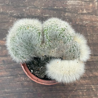 Cleistocactus crestato