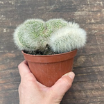 Cleistocactus crestato