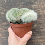 Cleistocactus crestato