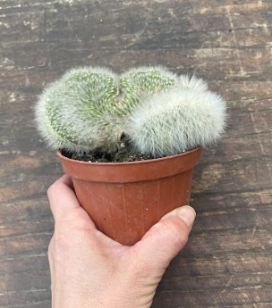 Cleistocactus crestato